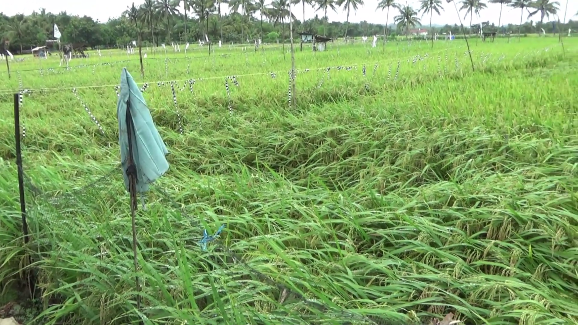 Padi Rubuh Dipanen Lebih Awal Akibat Cuaca Buruk