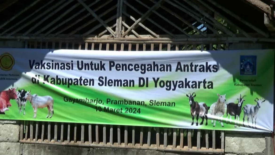 Vaksinasi Hewan Dilakukan Untuk Cegah Penyebaran Antraks