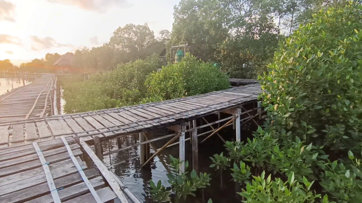 Sepi Pengunjung Kondisi Hutan Mangrove Kali Mendit Memprihatinkan