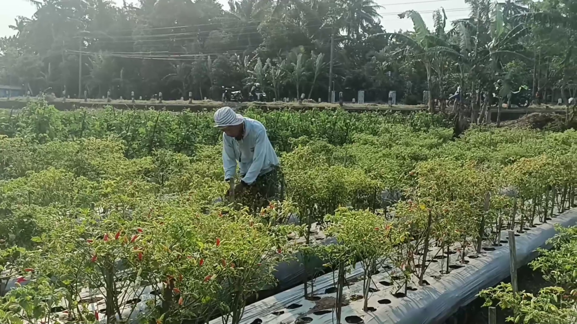 Petani Cabai Rawit Merugi Karena Harga Anjlok