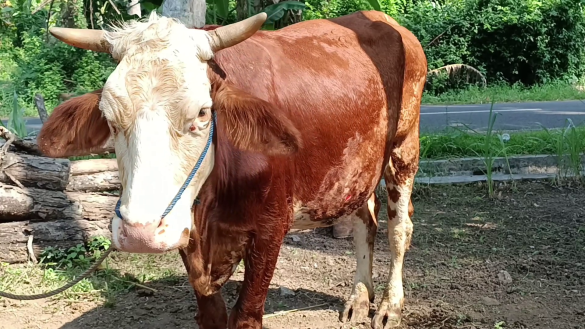 Penjualan Sapi Qurban Mulai Meningkat