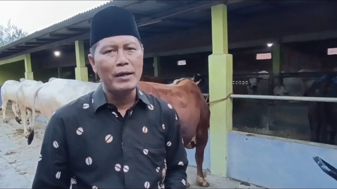 Dampak Penyakit PMK Dan Lato-Lato Sapi Qurban Jenis PO Jawa Laris Terjual