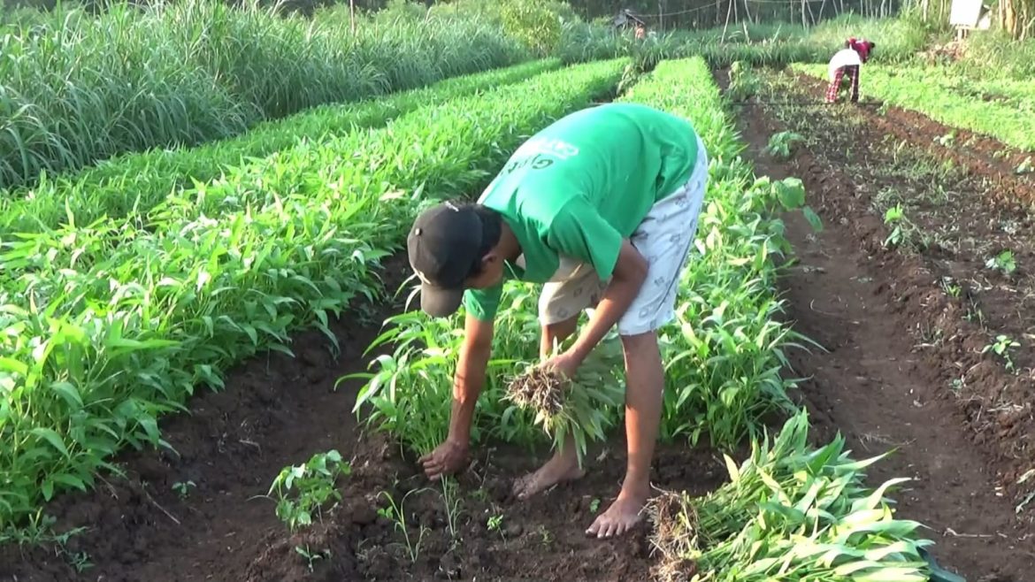 Petani Pasarkan Kangkung Secara Online