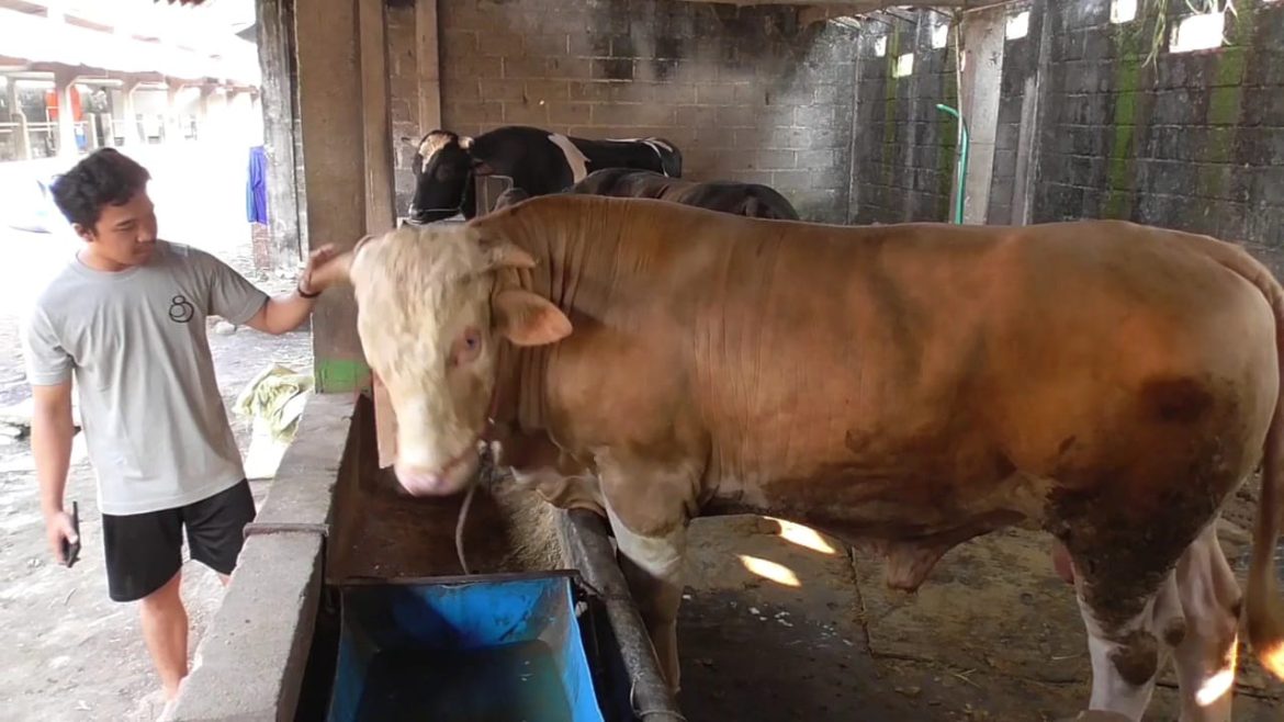 Jelang Idul Adha Bengkel Sapi Laris