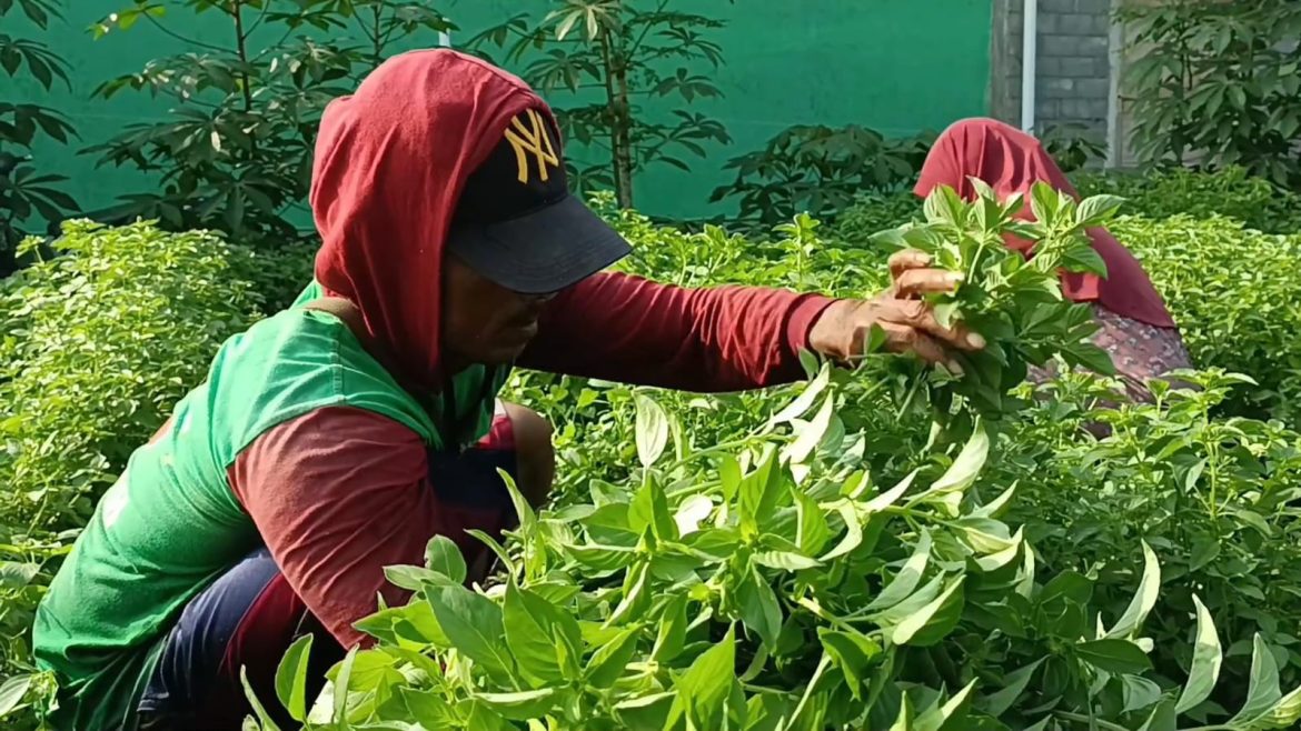 Harga Naik Dua Kali Lipat,  Petani Kemangi Panen Cuan