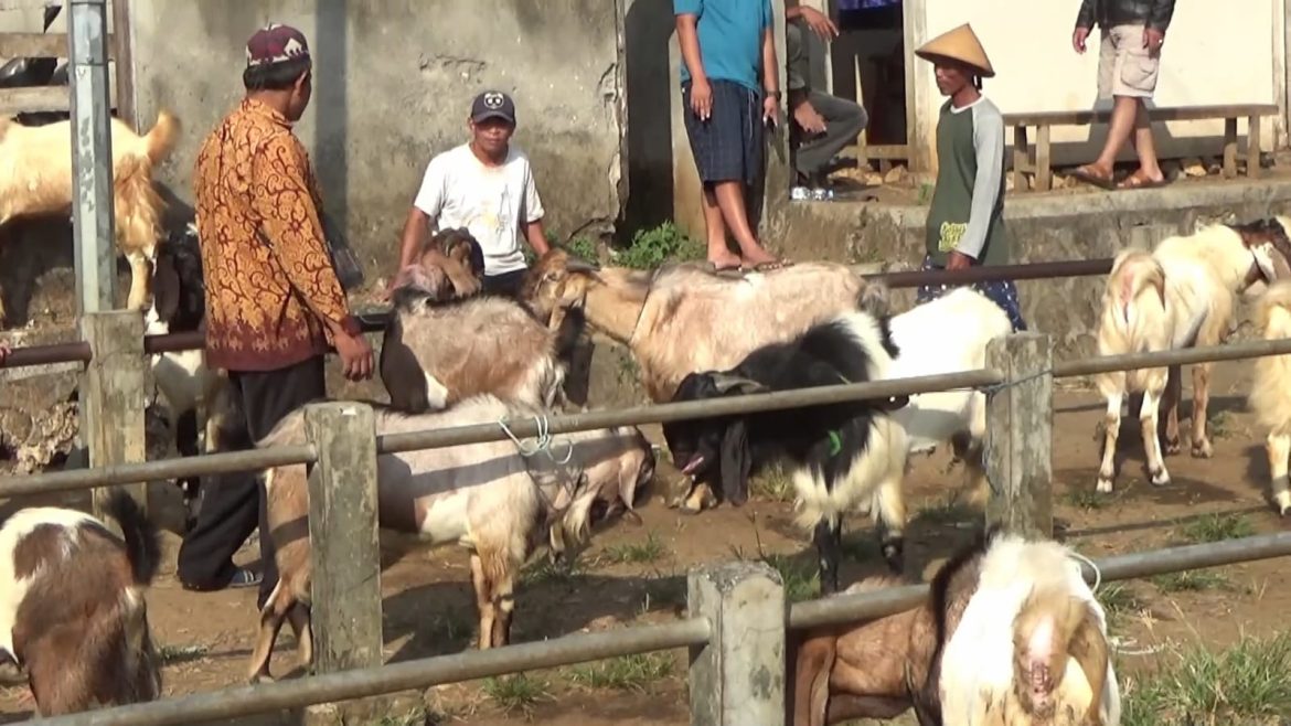 Makin Dekati Idul Adha, Penjualan Kambing Lesu