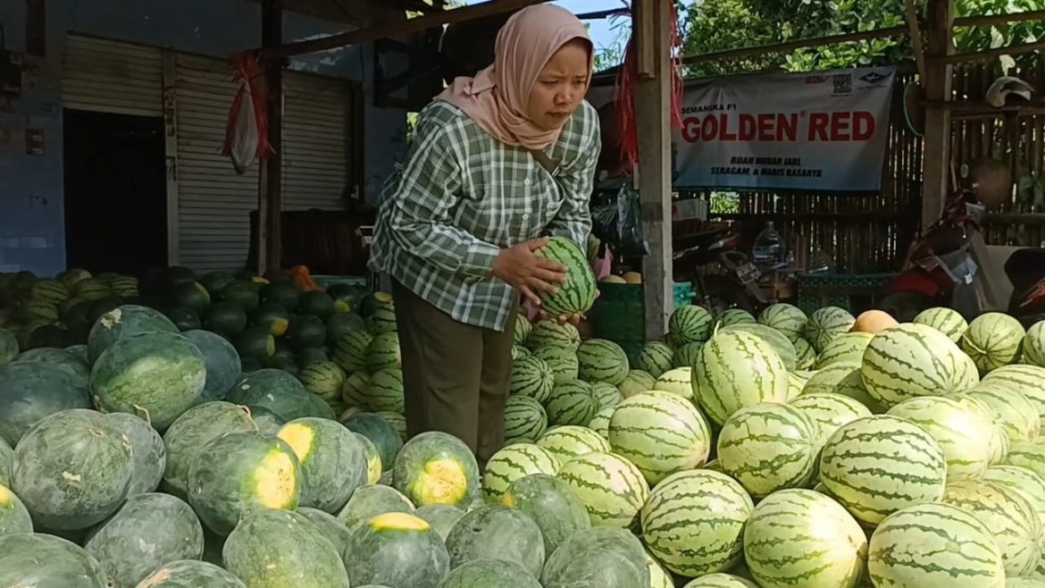 Pasca Idul Adha, Buah  Semangka Banyak Diburu