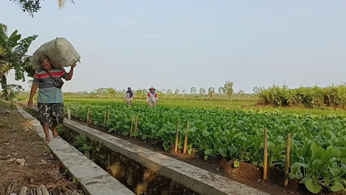 Musim Kemarau Hasil Panen Sawi Memuaskan