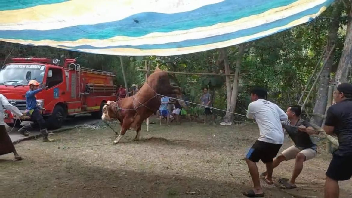 Mengamuk, Sapi Kurban Terperosok Ke Jurang