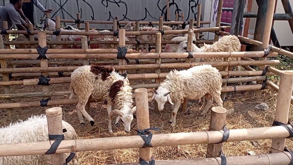 Penjualan Kambing Kurban Di Kota Yogyakarta Turun