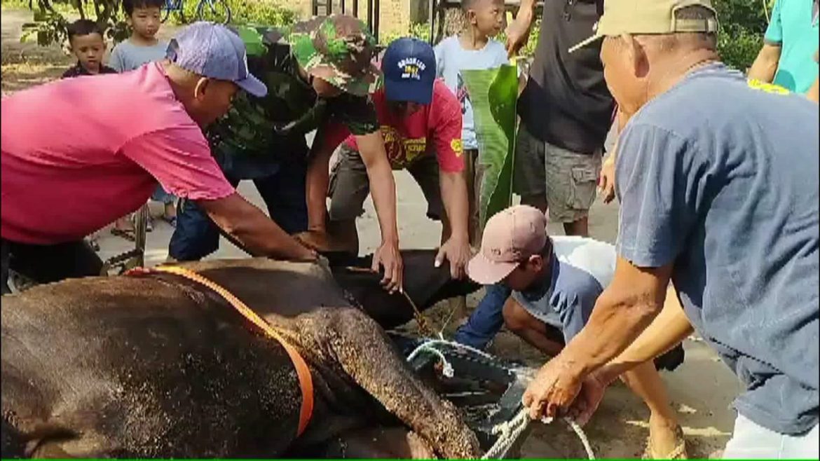 Warga Antusias Sambut Idul Adha Dengan Potong Hewan Kurban