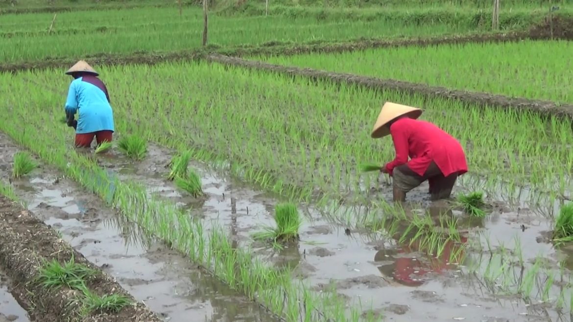 Jajar Legowo Tingkatkan Produktifitas Padi