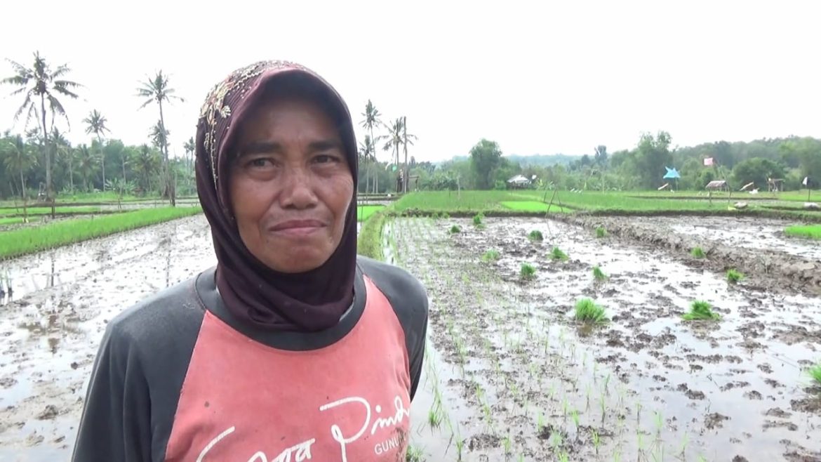 Petani Tebar Kohe di Lahan Sawah