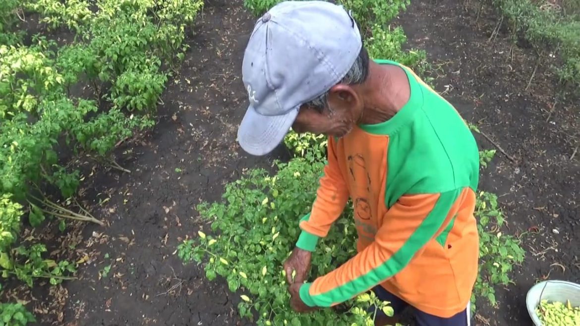 Petani Alami Penurunan Harga Cabe