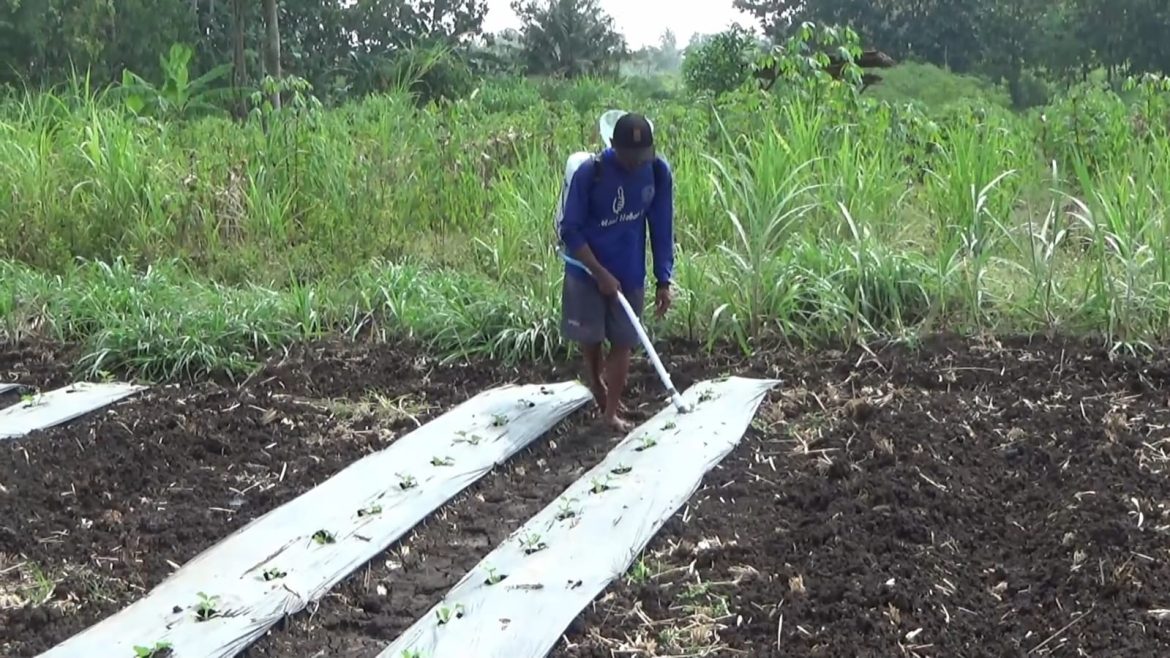 Budidaya Melon Marak Saat Masuk Kemarau