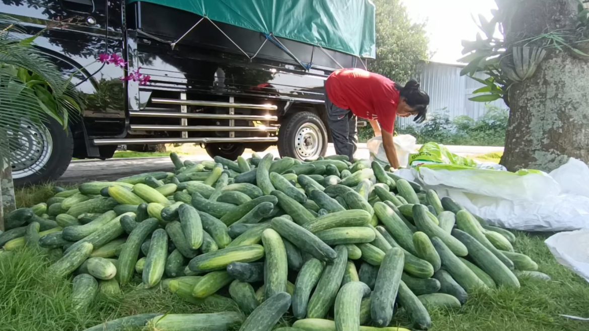 Harga Timun di Tingkat Petani Alami Penurunan