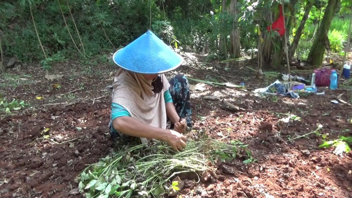 Rendeng Kacang Untuk Cadangan Pakan Ternak