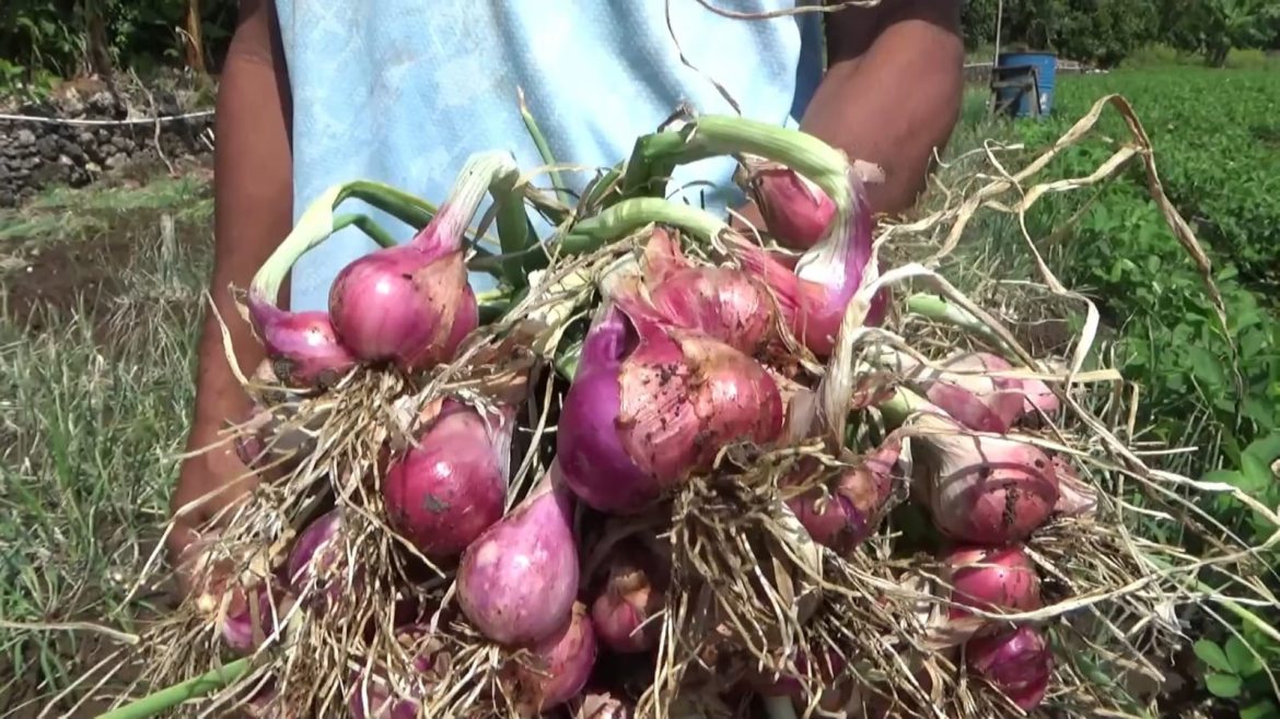 Petani Bawang Merah Meraup Untung