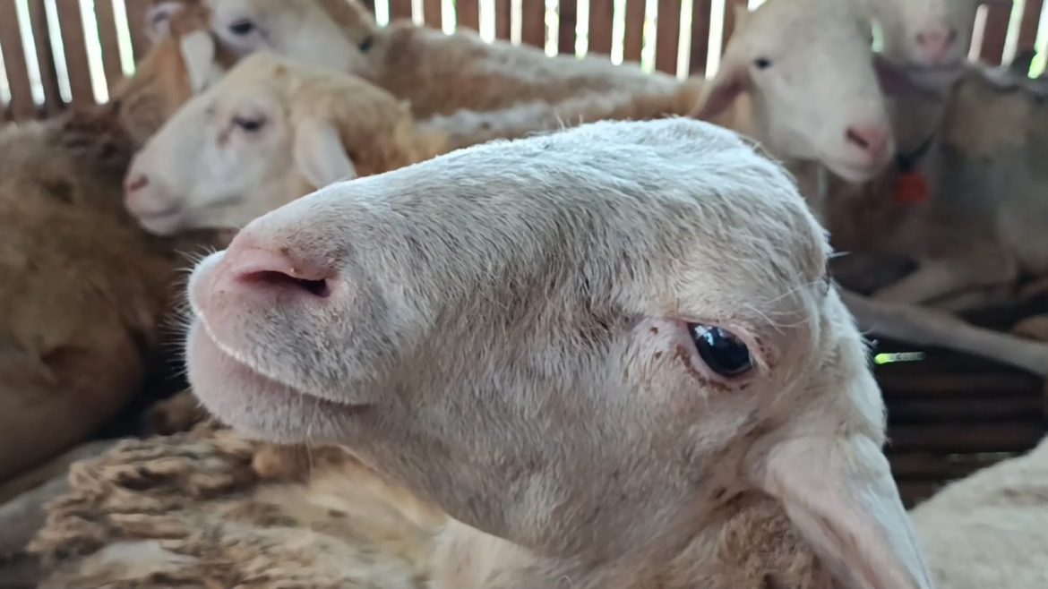 Domba Dugul Jadi Favorit Masyarakat Kulonprogo Untuk Berqurban