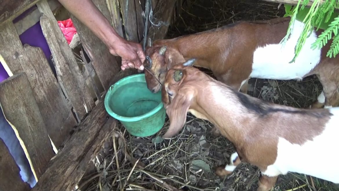 Pelihara Kambing Di Tengah Ladang