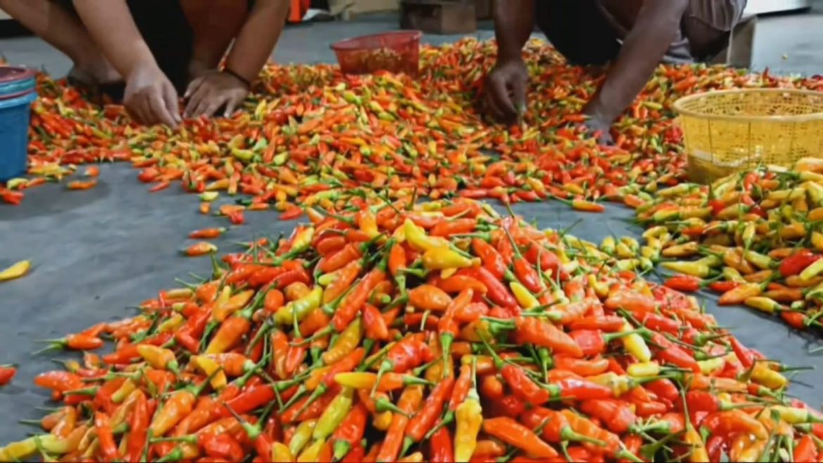 Jelang Idul Adha, Harga Cabai Cenderung Stabil