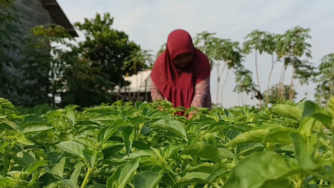 Petani Sayur Pesisir Pantai Kulonprogo Terdampak Angin Kencang