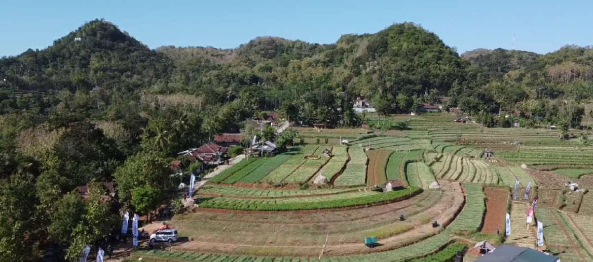 Panen Bawang Merah Glowing Unggulan Bantul