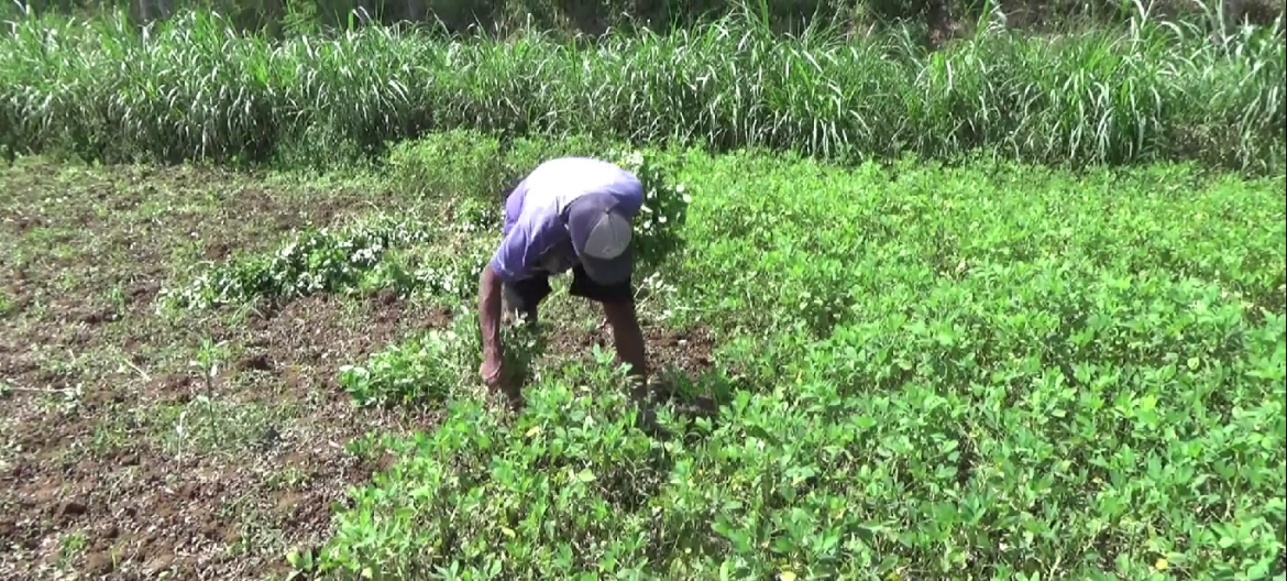 Panen Kacang Petani Gedangsari Turun