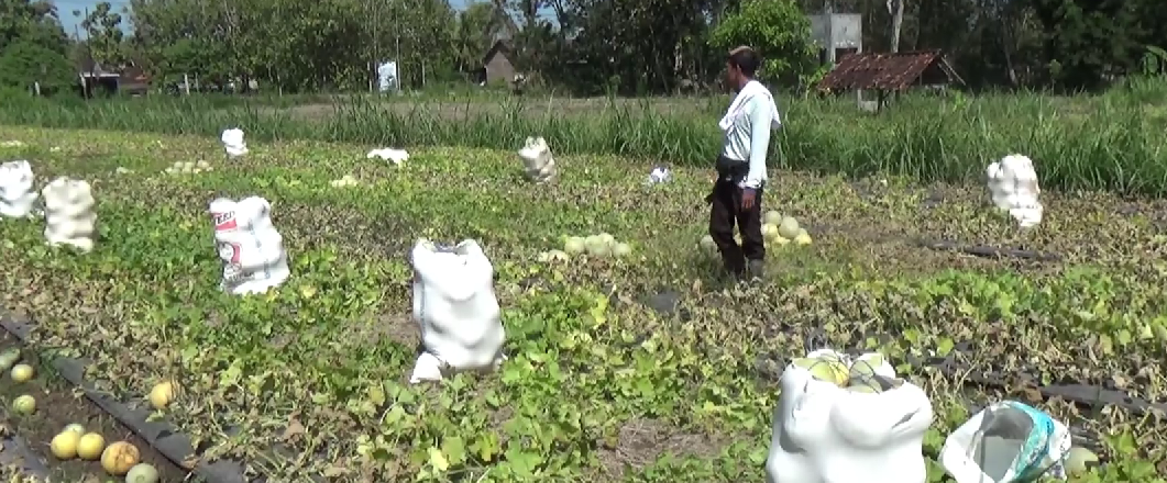 Melon Gunungkidul Tembus Pasaran Jakarta