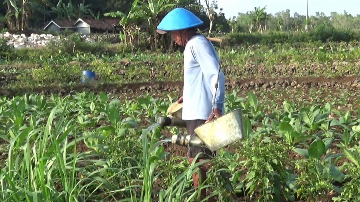 Kemarau, Petani Pikul Air Dari Telaga Ke Lahan Pertanian