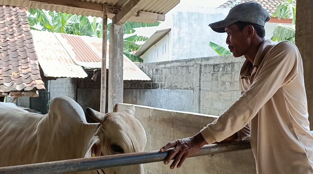 Peningkatan Jumlah Populasi Sapi Po Di Kalangan Peternak