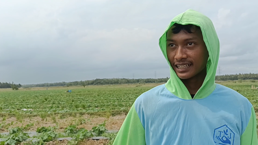 Budidaya Gambas Sistem Telasah