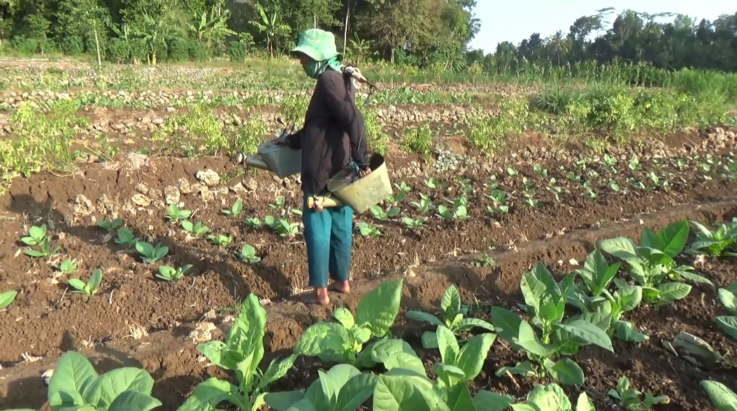 Hama Ulat Dan Kerdil Serang Tanaman Tembakau