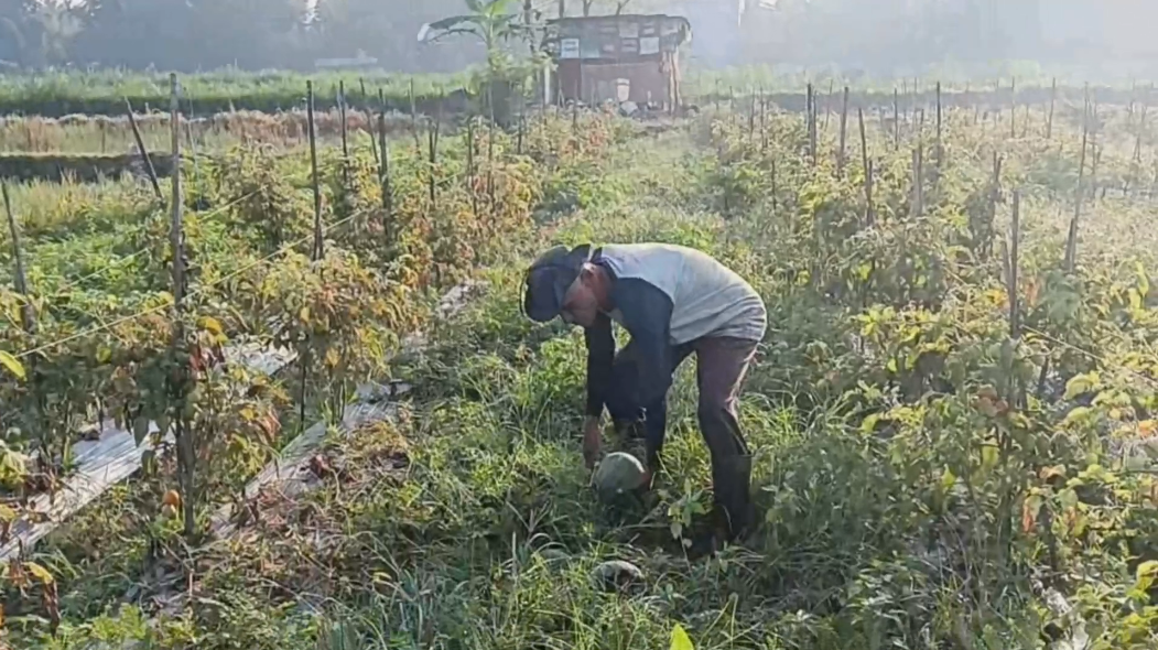 Maksimalkan Lahan Dengan Tumpangsari