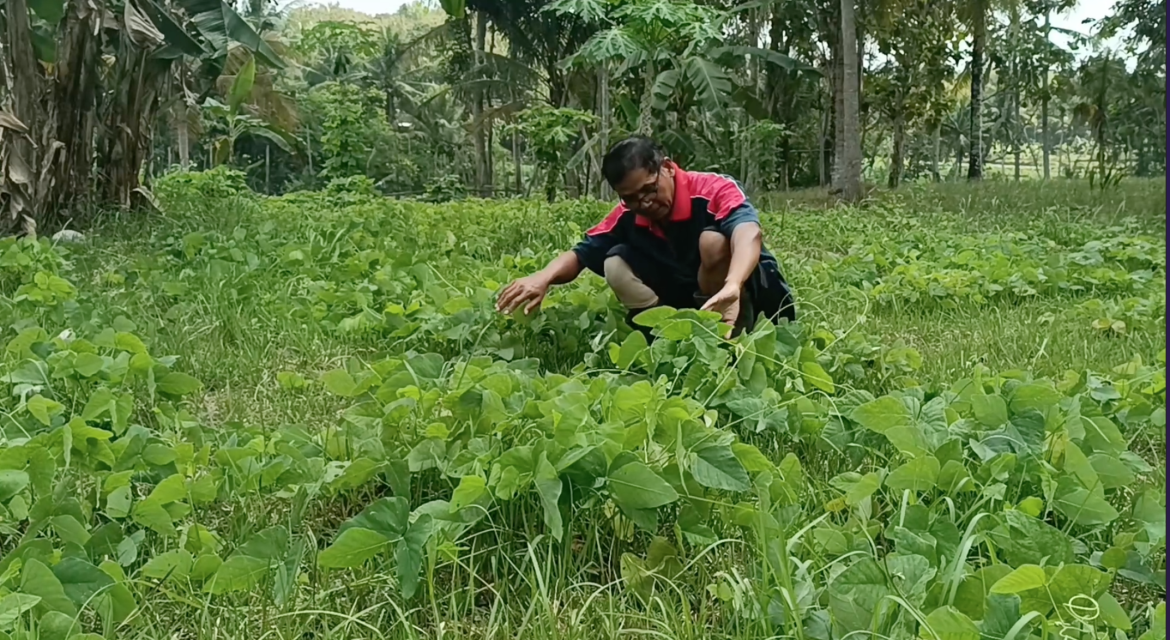 Kalurahan Kaliagung Bertekad Jadi Lumbung Benguk Kulonprogo