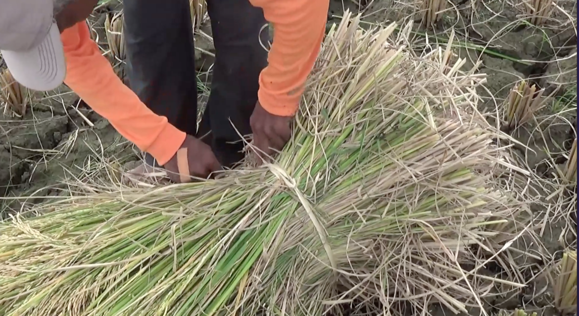 Musim Panen, Harga Beras Petani Stabil Tinggi