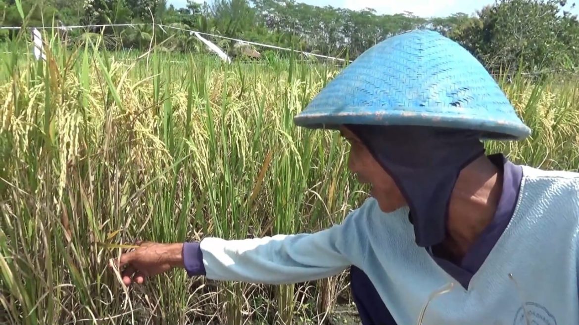 Petani Kurangi Penggunaan Pupuk Kimia