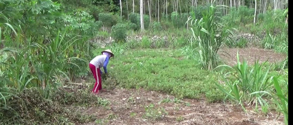 Kemarau, Petani Pesisir Sadeng Gagal Panen Padi Dan Kacang Tanah