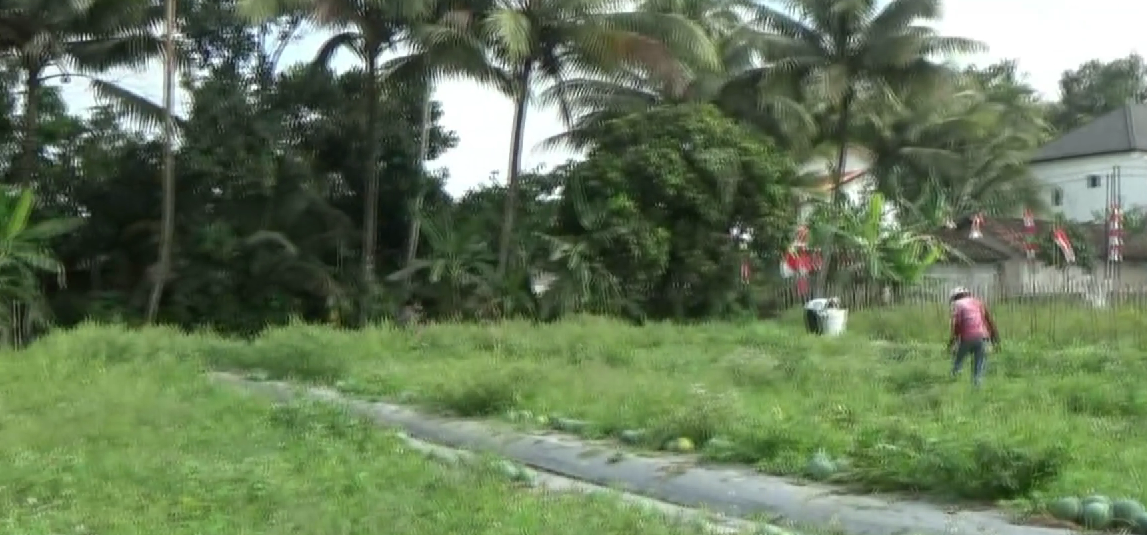 Terdampak Kemarau, Bogot Buah Semangka Turun