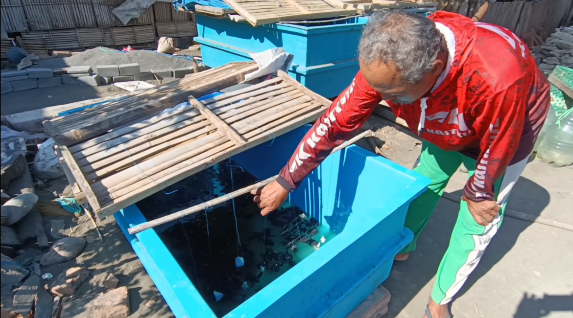 Prihatin Populasi Penyu Terus Berkurang Petani Kulonprogo Ini Tangkarkan Tukik Secara Swadaya