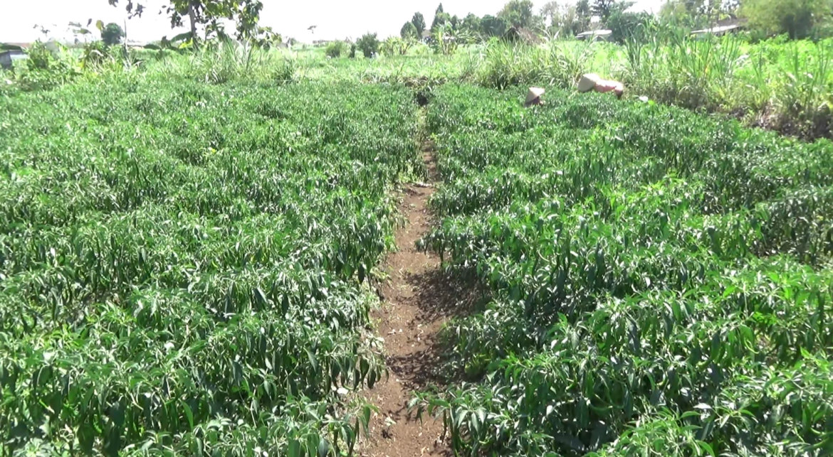 Kemarau, Biaya Besar Petani Untuk Ongkos Siram Cabai