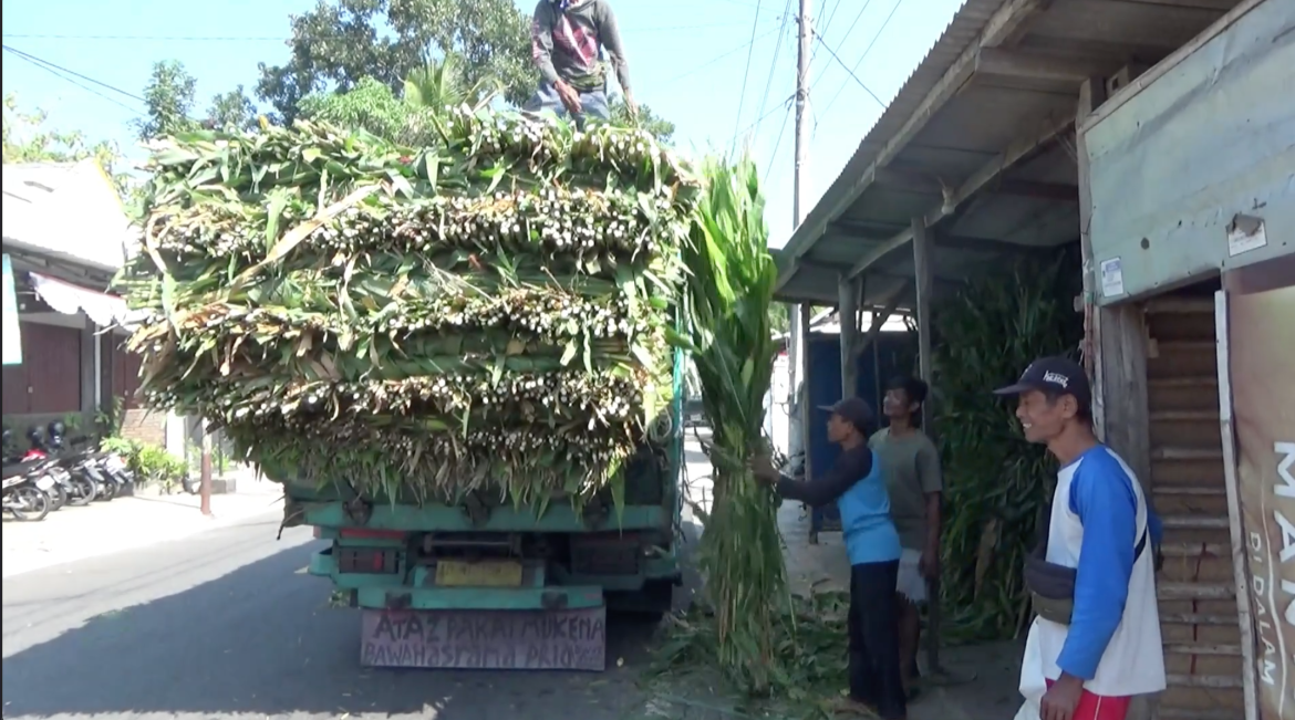 Kemarau, Pakan Ternak Mulai Laris Dibeli