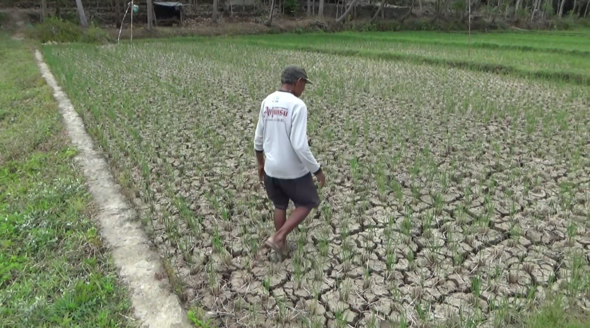 Tidak Terjangkau Air, Sawah Tidak Bisa Ditanami