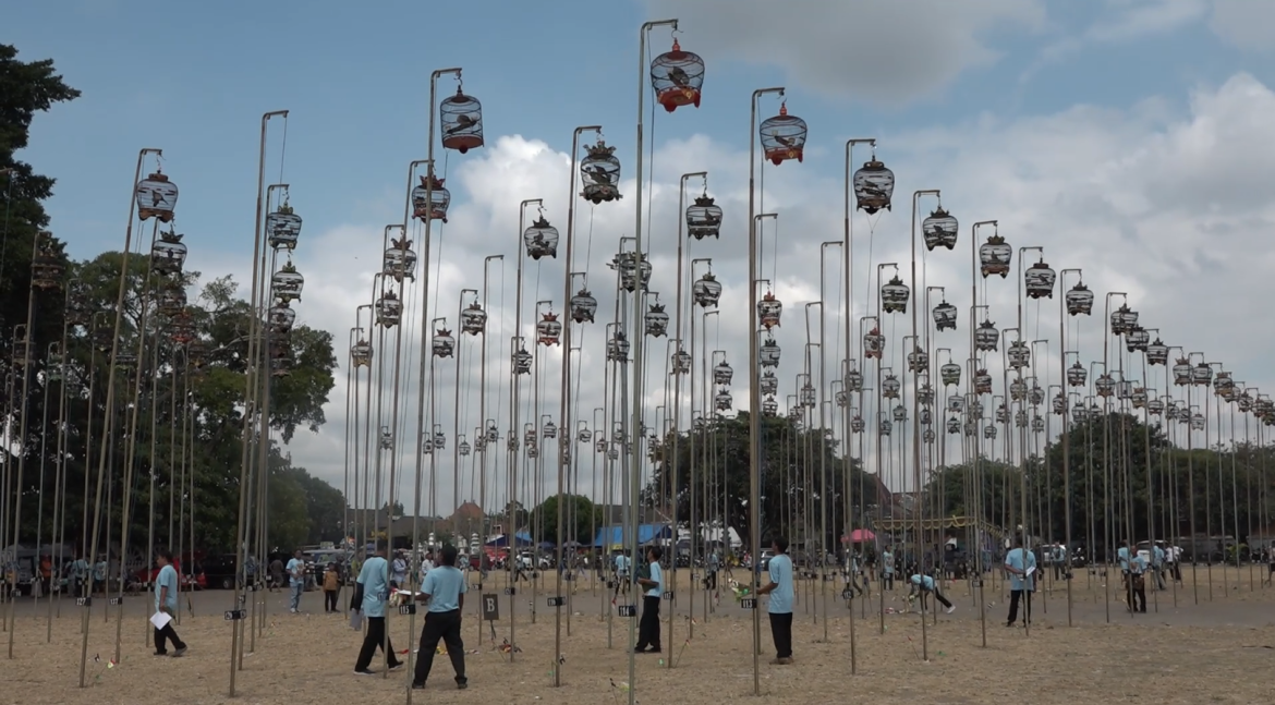 Konkurs Nasional Seni Suara Alam Burung Derkuku Piala Raja Th 2024