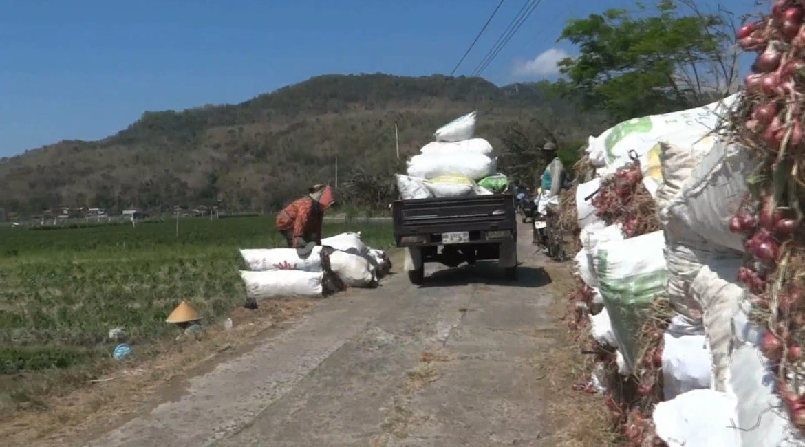 Mongso Panen Raya Brambet ing Parangtritis Bantul