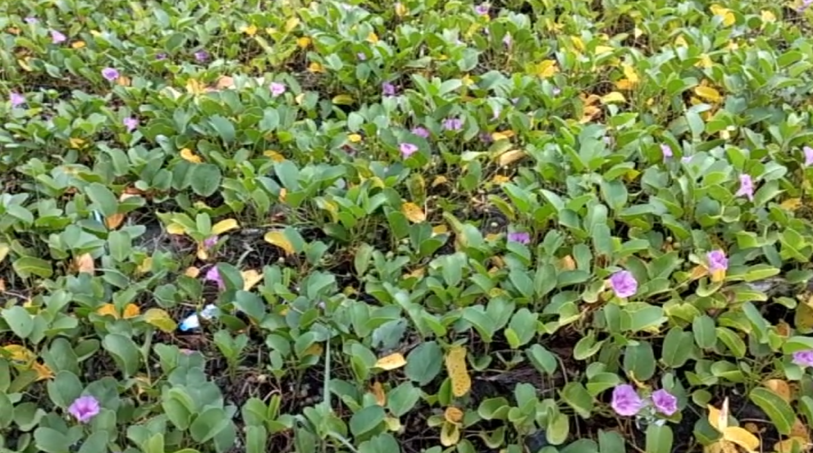 Kangkung Laut Ingkang Kasupeaken