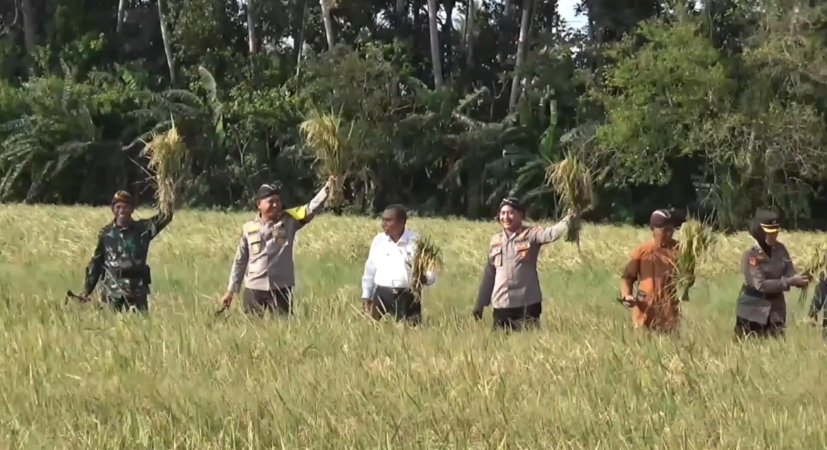 Polres Kulonprogo Panen Raya Padi di Lahan Marginal