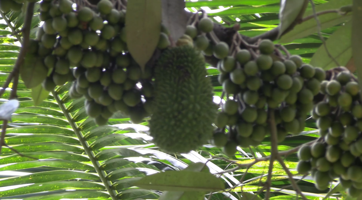 Duren Lokal Menoreh Wiwit Nyekar