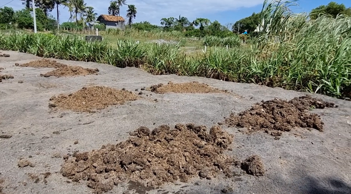 Kabetahan Rabuk Kandang Lahan Gesik