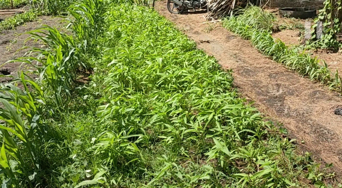 Kangkung Komoditas Pilihan